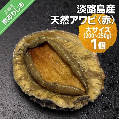 【花光】淡路島産天然アワビ(赤)大サイズ1個