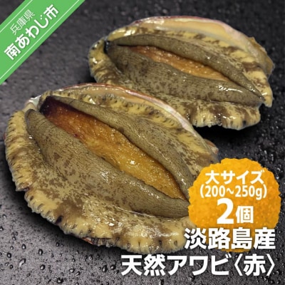 【花光】淡路島産天然アワビ(赤)大サイズ2個