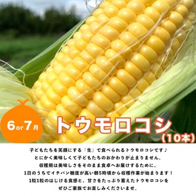 【野口ファーム】【全5回定期便】 贅沢!旬のバラエティセット