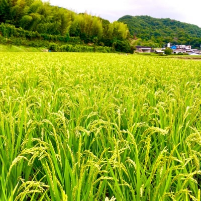 農家直送!【奈良農園】淡路島産ヒノヒカリ 10kg
