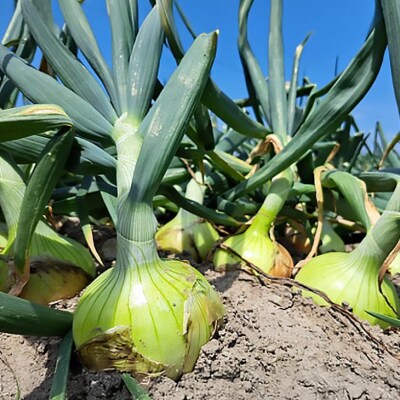 【野菜ソムリエサミット金賞】淡路島玉ねぎ10kg【仲田青果の淡路島いち玉ねぎ】◆配送6月中旬～翌2月