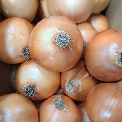 【野菜ソムリエサミット金賞】淡路島玉ねぎ10kg【仲田青果の淡路島いち玉ねぎ】◆配送6月中旬～翌2月
