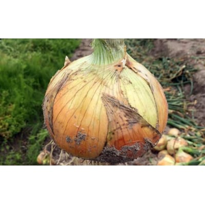 淡路島玉葱　10kg　◆配送8月上旬～翌年2月中旬