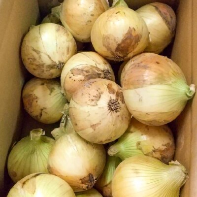 中山さんちから直送　淡路島たまねぎ10kg