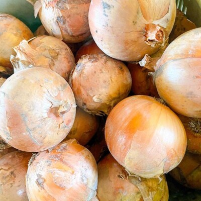 あわじ島完熟たまねぎ　10㎏　◆配送6月～12月下旬