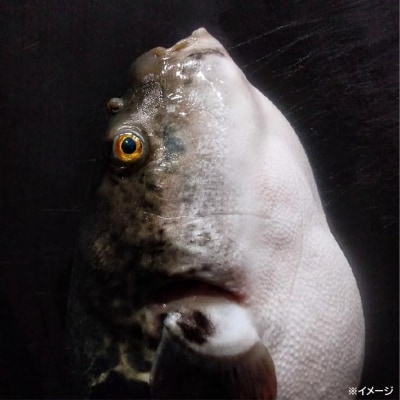 熟成とらふぐ【冬の王】(二人前)配送:2月28日まで