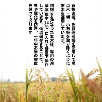 令和7年産　淡路島産キヌヒカリ　玄米5㎏