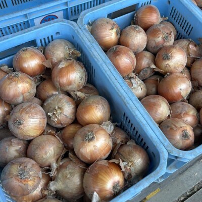 【じょまはん農園】淡路島産玉ねぎ10㎏