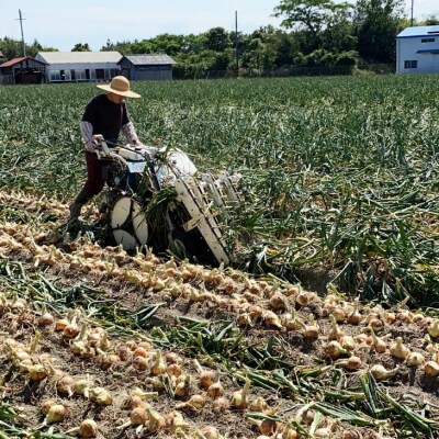 【じょまはん農園】淡路島産玉ねぎ10㎏