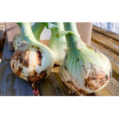 【わいわいベジタブル】春の訪れ!淡路島の新たまねぎ(2kg)配送2月～5月下旬