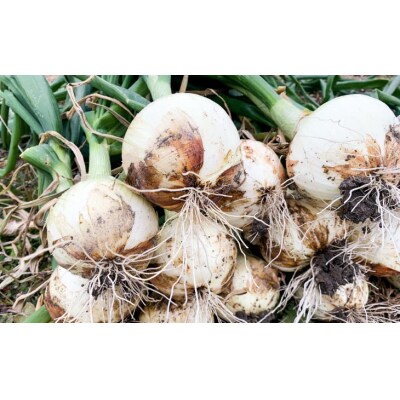 【わいわいベジタブル】春の訪れ!淡路島の新たまねぎ(2kg)配送2月～5月下旬
