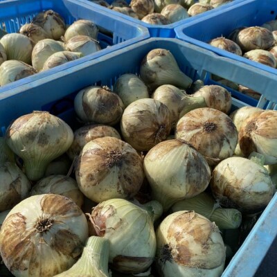 【新玉予約】【じょまはん農園】トロっと甘い!!淡路島産新玉ねぎ5㎏