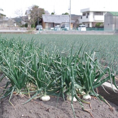 【新玉予約】【じょまはん農園】トロっと甘い!!淡路島産新玉ねぎ10㎏