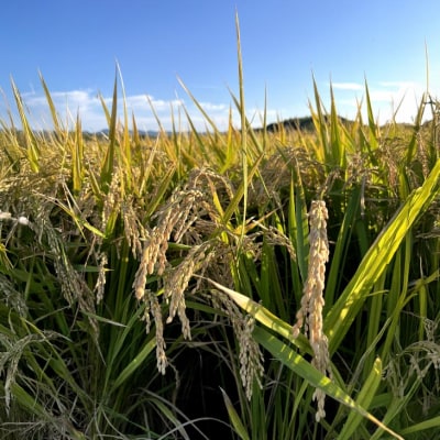 淡路島産きぬむすめ　白米10kg