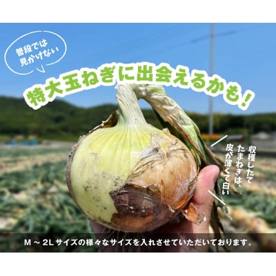 【先行受付】海月館 自社農場栽培!淡路島産 新玉ねぎ 10kg