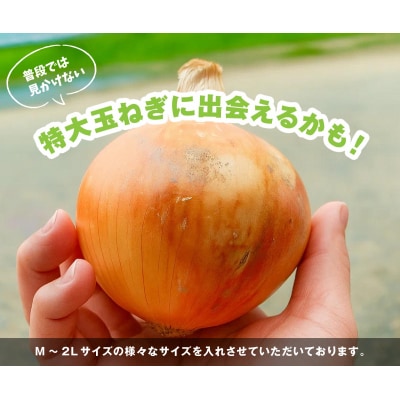 海月館 自社農場栽培!淡路島産 玉ねぎ 5kg