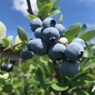 【生食に最適/冷凍】淡路島　馬回集落の大粒ブルーベリー 500g