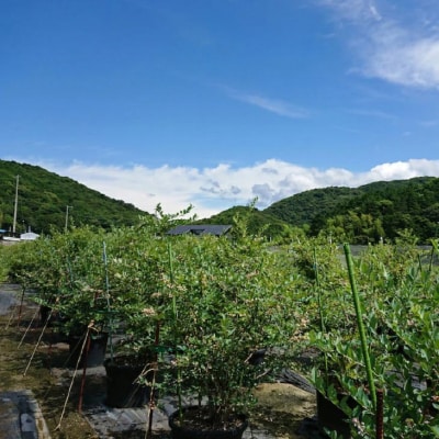 【生食に最適/冷凍】淡路島　馬回集落の大粒ブルーベリー 500g