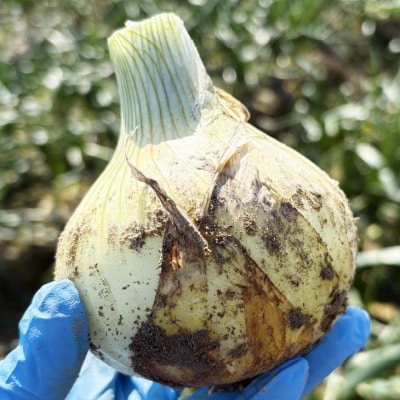 ＼新玉受付/ 中山さんちから直送　淡路島たまねぎ5㎏◆R8.3月下旬～発送