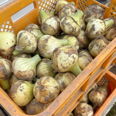 【新玉収穫中!すぐ発送!】中山さんちから直送 淡路島たまねぎ 10㎏　