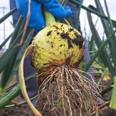 【野菜ソムリエサミット金賞】淡路島新玉ねぎ5kg【仲田青果の淡路島いち玉ねぎ】◆配送3月上旬~5月下