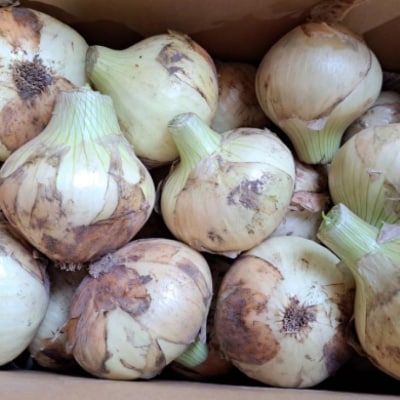 【野菜ソムリエサミット金賞】淡路島新玉ねぎ5kg【仲田青果の淡路島いち玉ねぎ】◆配送3月上旬~5月下