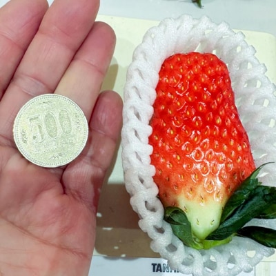 しあわせ島いちごデラックスハーフ(DXh)