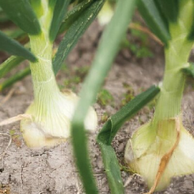 【うずのくに南あわじ】淡路島新玉ねぎ「蜜玉」5kg