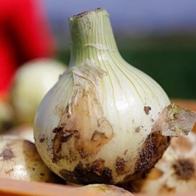 【うずのくに南あわじ】淡路島新玉ねぎ「蜜玉」5kg