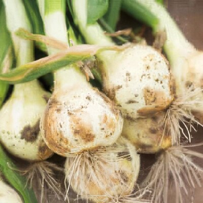 てっちゃんの淡路島新たまねぎ5kg