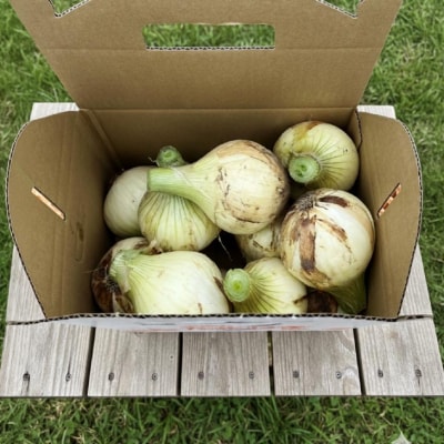 【新玉・サイズ混合】淡路島玉ねぎ　三世代で紡ぐ味淡路島の新玉ねぎ 10Kg◆配送4月下旬～5月下