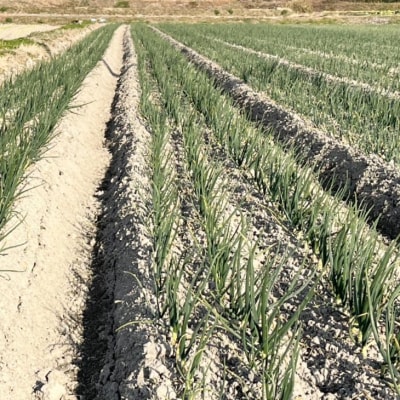 【淡路島玉ねぎ・サイズ混合】三世代で紡ぐ味淡路島の玉ねぎ 10Kg◆配送6月上旬～8月中旬
