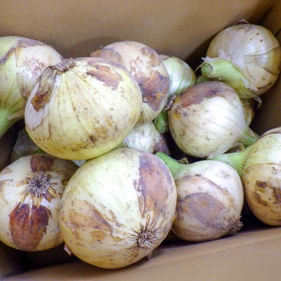 淡路島産　新玉ねぎ5kg