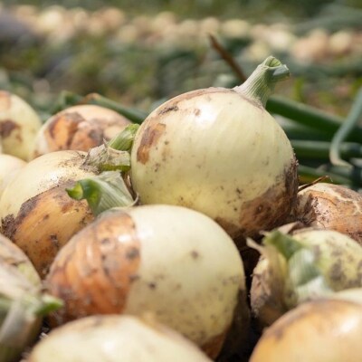 元祖淡路島玉ねぎ『淡路中甲高黄』復活プロジェクト　玉ねぎ5kg　◆配送6月～