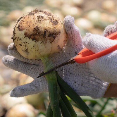 元祖淡路島玉ねぎ『淡路中甲高黄』復活プロジェクト　玉ねぎ5kg　◆配送6月～