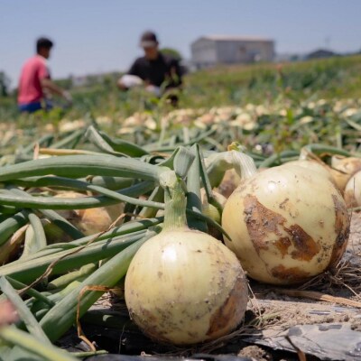 元祖淡路島玉ねぎ『淡路中甲高黄』復活プロジェクト　玉ねぎ5kg　◆配送6月～
