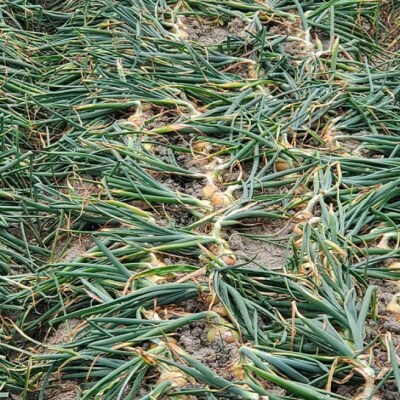 淡路島玉葱　5kg　◆配送5月中旬～翌年2月末頃