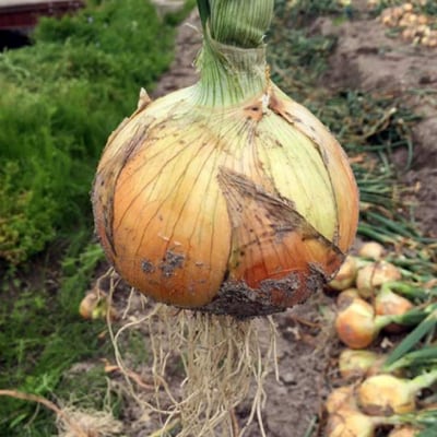 淡路島玉葱　3kg　◆配送5月中旬～翌年2月末頃