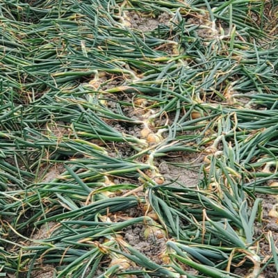 淡路島玉葱　3kg　◆配送5月中旬～翌年2月末頃