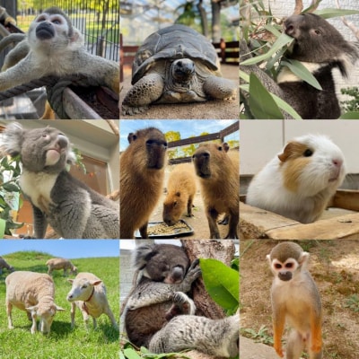 【イングランドの丘】動物サポーター《プレミアムプラン》