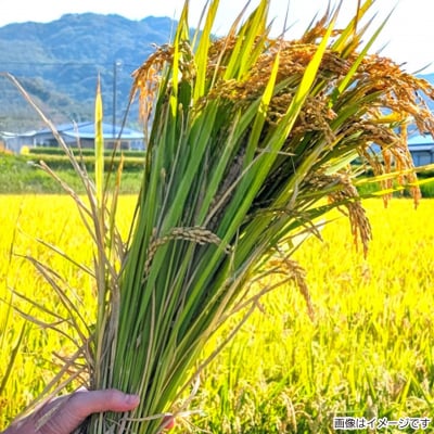 【ヤマモト】令和8年度 淡路島産【キヌヒカリ】10キロ