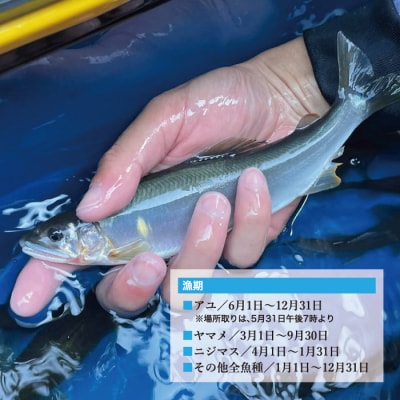 [ふるさと納税]西米良漁業協同組合　年券　全魚種　鮎の友釣り　鮎かけ　鮎釣り　渓流釣り　西米良　宮崎