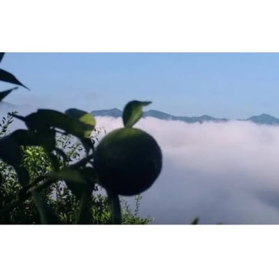 【ふるさと納税】乳酸菌とカテキンで育成したこだわりの青ゆず2kg※8月下旬より発送開始