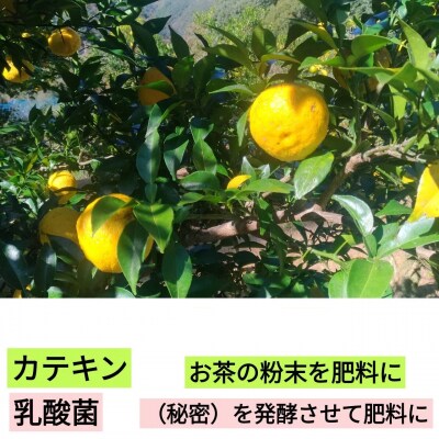 【ふるさと納税】乳酸菌とカテキンで育成したこだわりの黄ゆず2kg※11月中旬より発送開始
