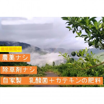 【ふるさと納税】乳酸菌とカテキンで育成したこだわりの青ゆず5kg※8月下旬より発送開始