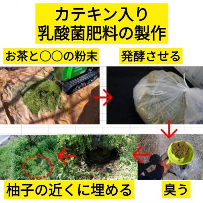 【ふるさと納税】乳酸菌とカテキンで育成したこだわりの青ゆず5kg※8月下旬より発送開始