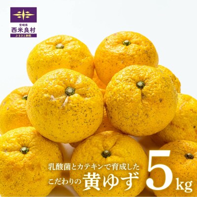 【ふるさと納税】乳酸菌とカテキンで育成したこだわりの黄ゆず5kg※11月より順次発送