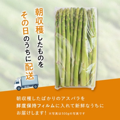 朝採れ新鮮アスパラ 1.5kg Mサイズ 秀品 北海道産 旬野菜