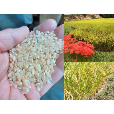 熊本県阿蘇山麓　蘇陽峡「あきげしき」約300g×15個