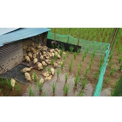 令和2年産熊本県山都町産「合鴨米」ヒノヒカリ(玄米)5kg